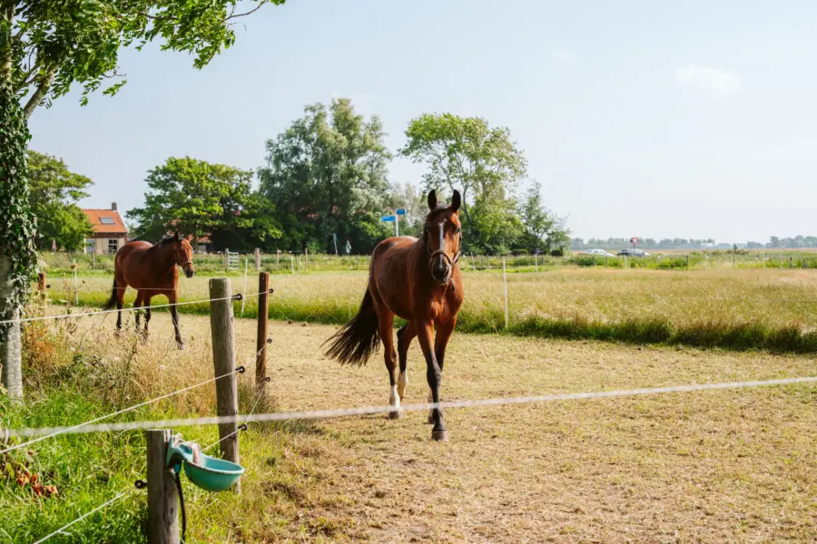 Deltagoud 20250726 MTC01824