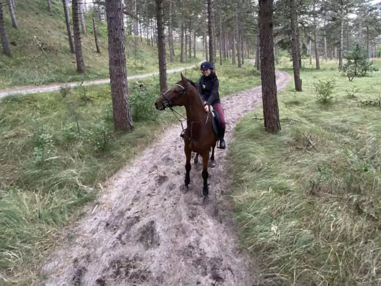 Paard in het bos