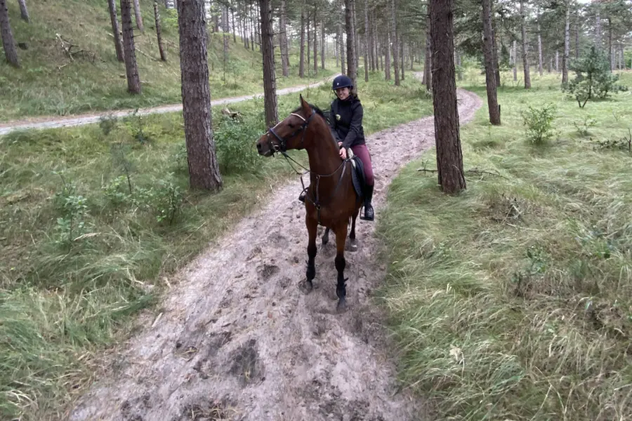 Paard in het bos