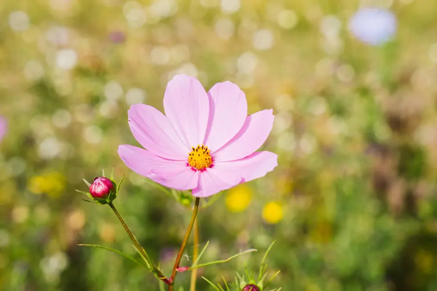 Bloem Hoeve Batenburg