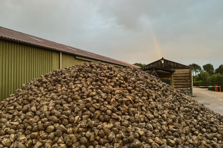 Bieten regenboog
