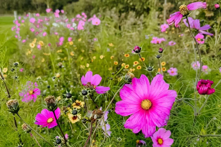 Bloemen