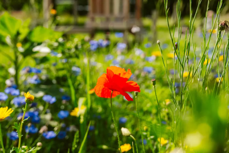 Deltagoud 20250726 MTC01663